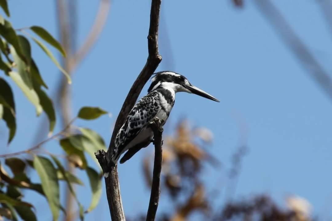 东伦敦Fish Eagle Manor住宿加早餐旅馆 外观 照片